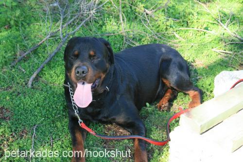 prince Erkek Rottweiler