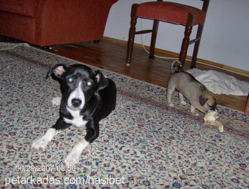 dantel Dişi Jack Russell Terrier