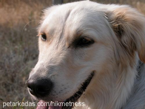 miller Dişi Golden Retriever