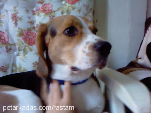 rasta Erkek Beagle