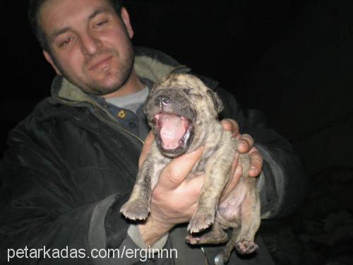 toro Erkek Amerikan Pitbull Terrier