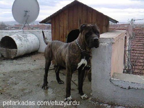 leo-elpresa Erkek İspanyol Mastiff