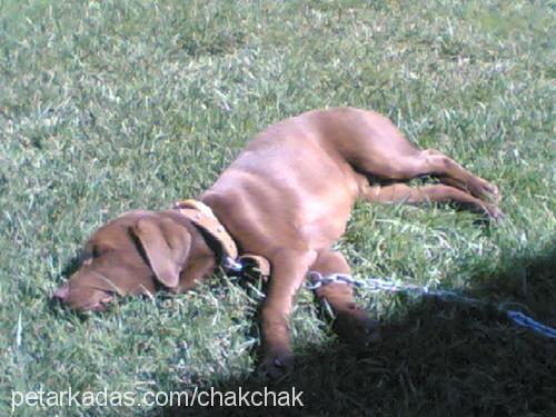 chakie Erkek Labrador Retriever