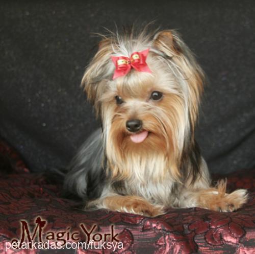 fuksya Dişi Yorkshire Terrier