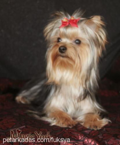 fuksya Dişi Yorkshire Terrier