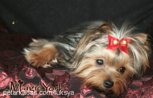 fuksya Dişi Yorkshire Terrier