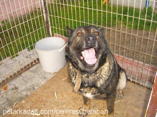 haydut Erkek Alman Çoban Köpeği