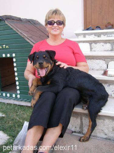 Üzüm Dişi Rottweiler