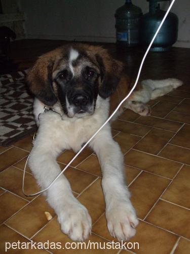 rafi Erkek St. Bernard (Saint Bernard)