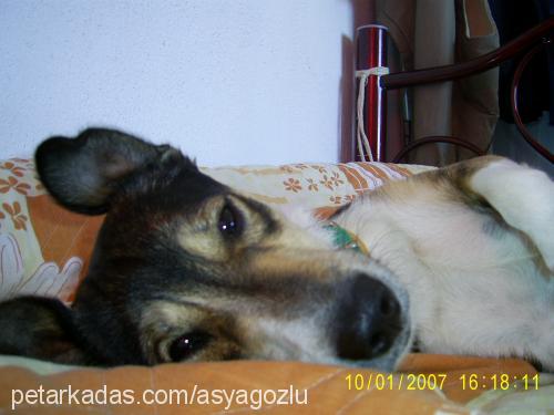 missocan Erkek Jack Russell Terrier