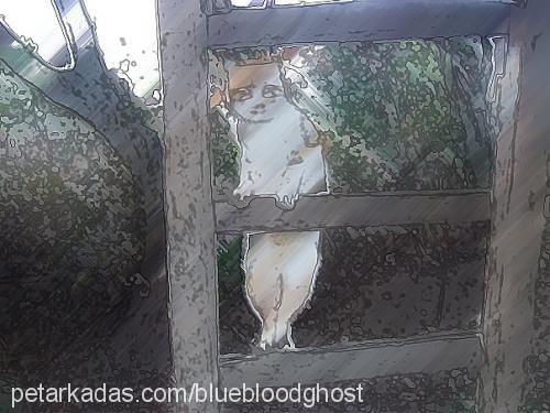 minnoş Dişi Brazilian Shorthair