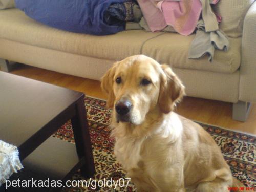 goldy Dişi Golden Retriever