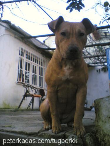 kayra Dişi Amerikan Staffordshire Terrier