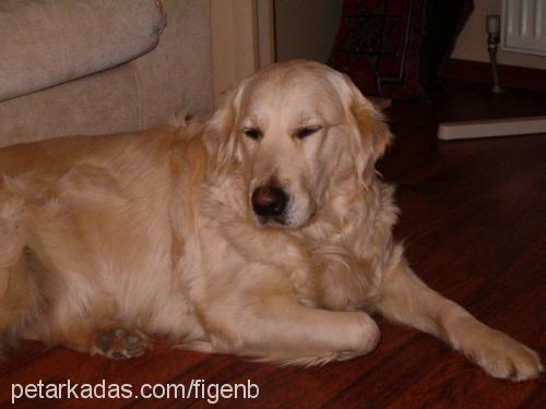 pamuk Dişi Golden Retriever