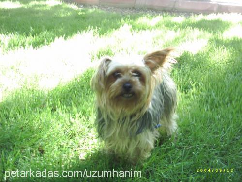 üzüm Dişi Yorkshire Terrier