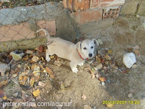 tomi Erkek Jack Russell Terrier