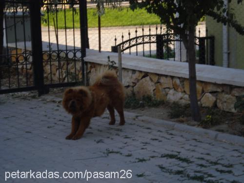 paşaa Erkek Chow Chow