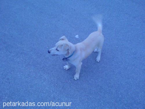 tomi Erkek Jack Russell Terrier