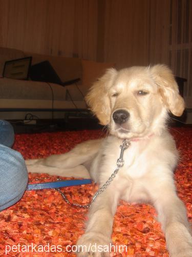 karamel Dişi Golden Retriever