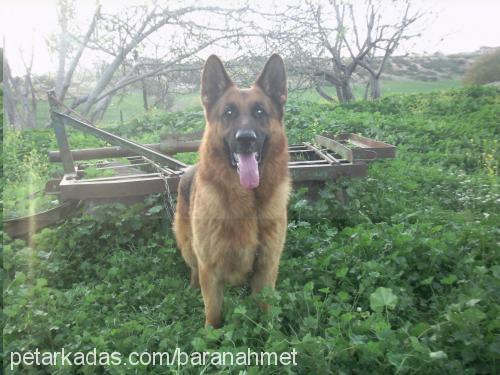 baran Erkek Alman Çoban Köpeği