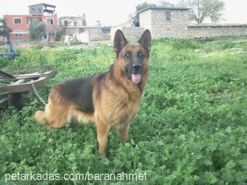 baran Erkek Alman Çoban Köpeği