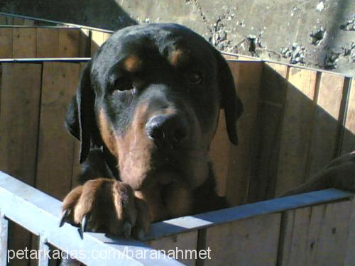 aŞİl Erkek Rottweiler