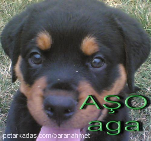 aŞİl Erkek Rottweiler