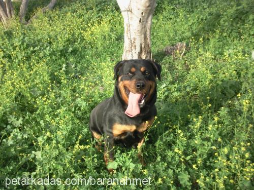 rotİ Dişi Rottweiler