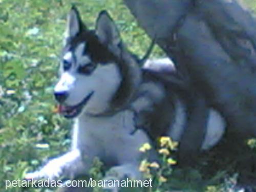 paşa Erkek Sibirya Kurdu (Husky)