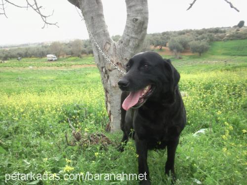 zeytin Dişi Labrador Retriever