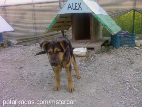alex Erkek Alman Çoban Köpeği