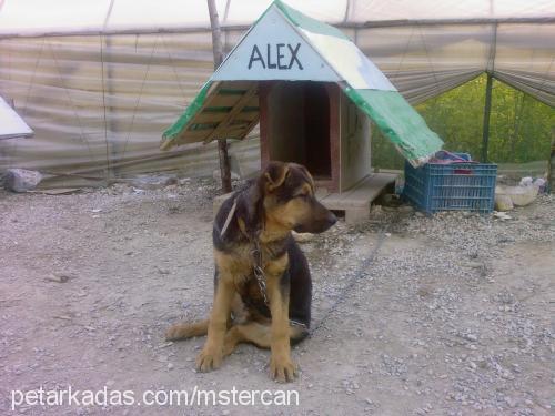 alex Erkek Alman Çoban Köpeği