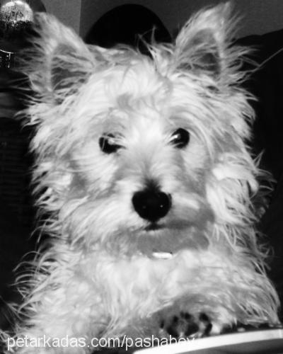 pasha Erkek West Highland White Terrier