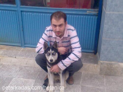 zet Dişi Sibirya Kurdu (Husky)