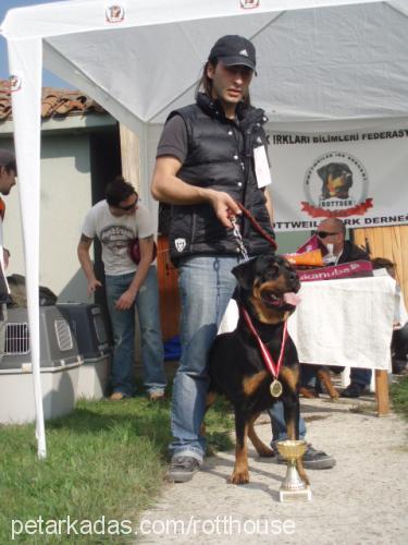 hırcın Dişi Rottweiler