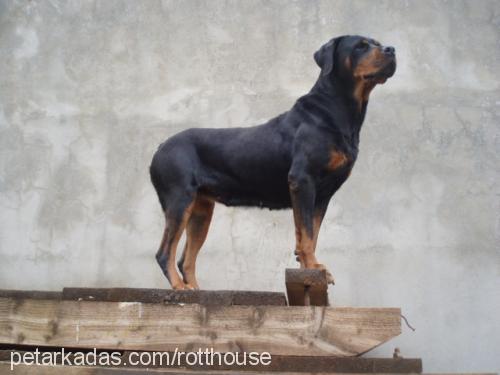 çamur Dişi Rottweiler