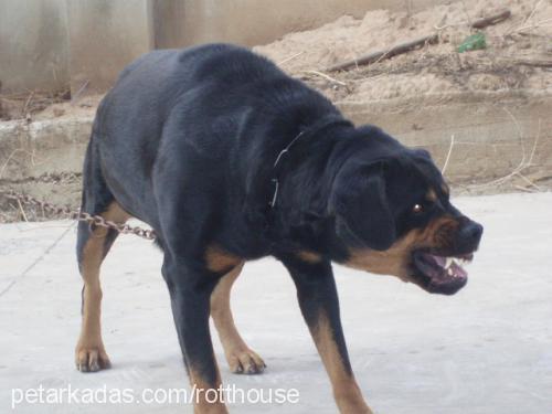 hırcın Dişi Rottweiler