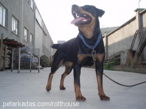 bety Dişi Rottweiler