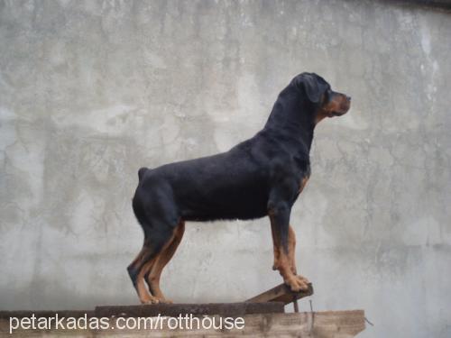 çamur Dişi Rottweiler