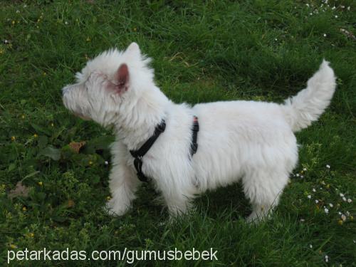 gİzmo Erkek West Highland White Terrier