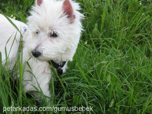 gİzmo Erkek West Highland White Terrier