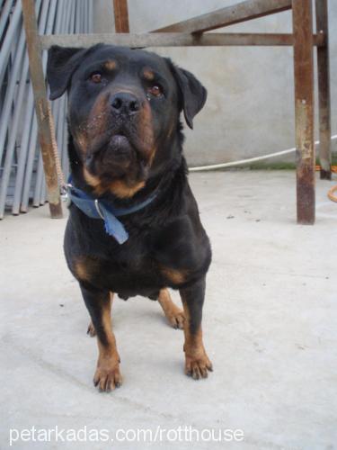 zeyna Dişi Rottweiler