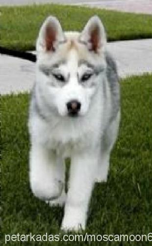 kiara Dişi Sibirya Kurdu (Husky)