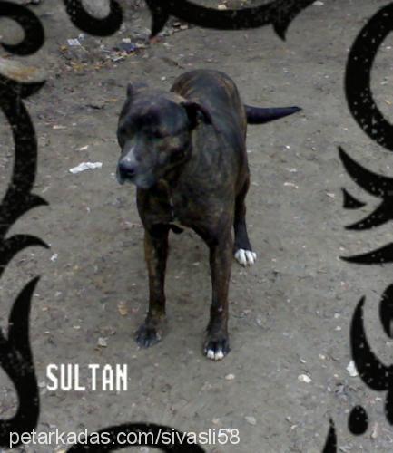 sultan Dişi Amerikan Pitbull Terrier