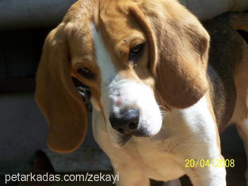 barni Erkek Beagle