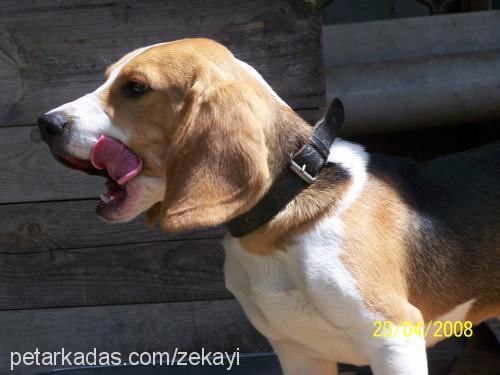 barni Erkek Beagle