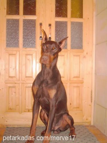 sefa Erkek Doberman Pinscher