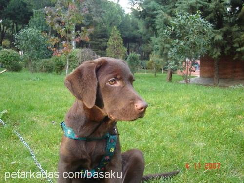 rudy Dişi Labrador Retriever