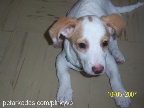 pinky Dişi Jack Russell Terrier