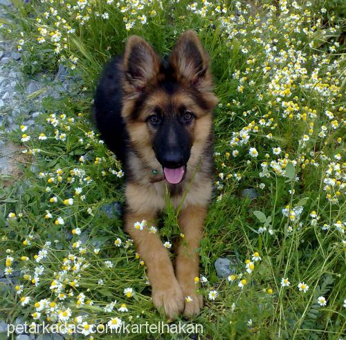 alfi Dişi Alman Çoban Köpeği